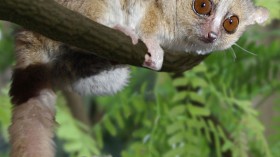 grey mouse lemur