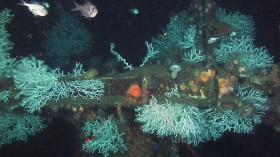 Cold-water coral reefs are growing much deeper than seen previously in the Gulf of Mexico.