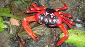 crab