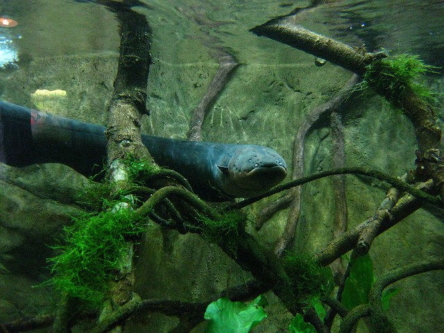 Electric Eels Can Remotely 'Tase' Hiding Prey [VIDEO ...