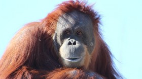 orangutan