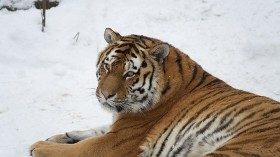 Siberian Tiger