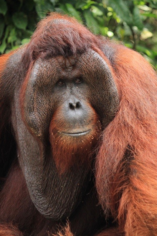 Male Orangutans Attract More Females by Having Padded ...