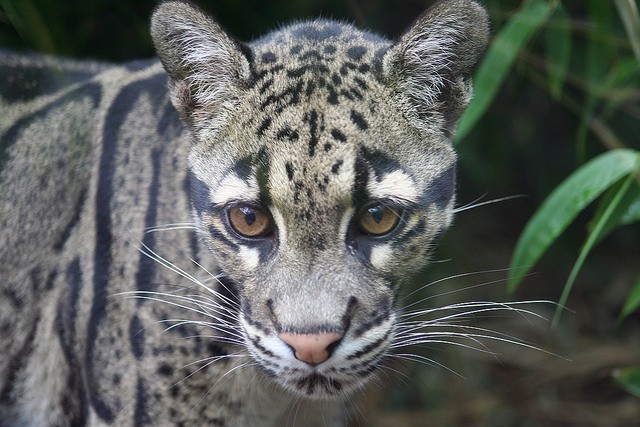 Alert! Southeast Asia's Indochinese Leopards Nearing Brink of ...
