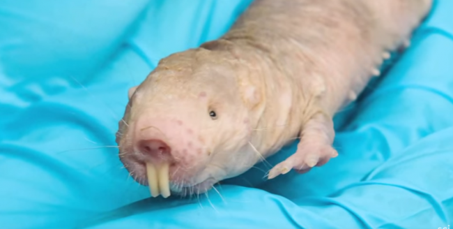 Naked Mole Rat Can Survive for 5 Hours Without Oxygen by 
