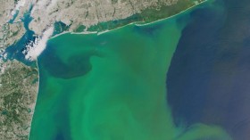 Algal Bloom (IMAGE)