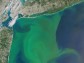 Algal Bloom (IMAGE)