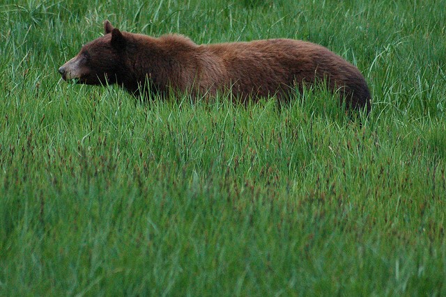 Yosemite National Park's Bears are Eating Less Human Food, But It's