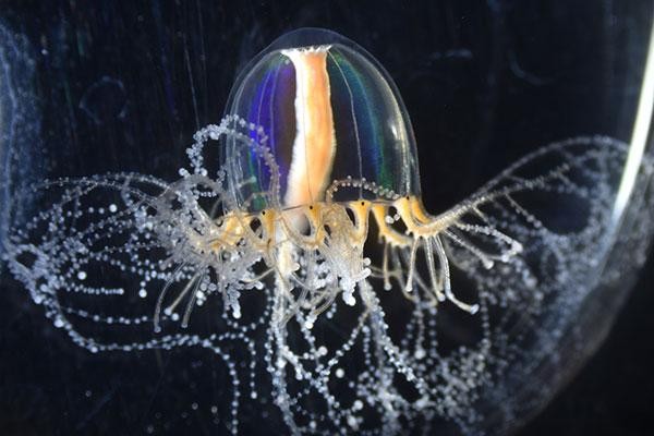 Jellyfish's Superpowers Gained Through Cellular Mechanism (IMAGE)