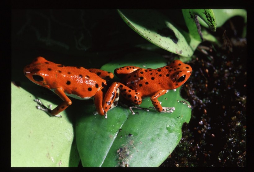 Strawberry Poison Frogs, Bocas Del Toro, Panama (IMAGE)