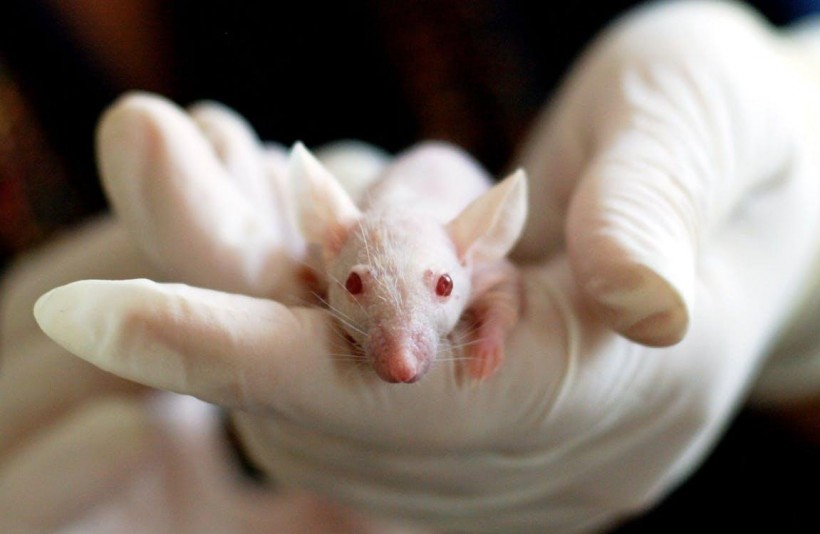 Researchers have made a breakthrough on aging in mice 