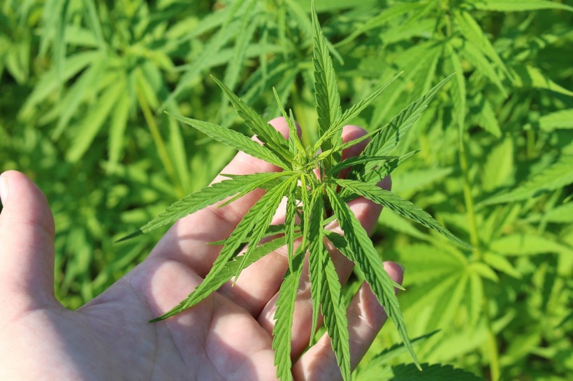 Hemp Quickly Becoming Popular in The Cannabis Industry