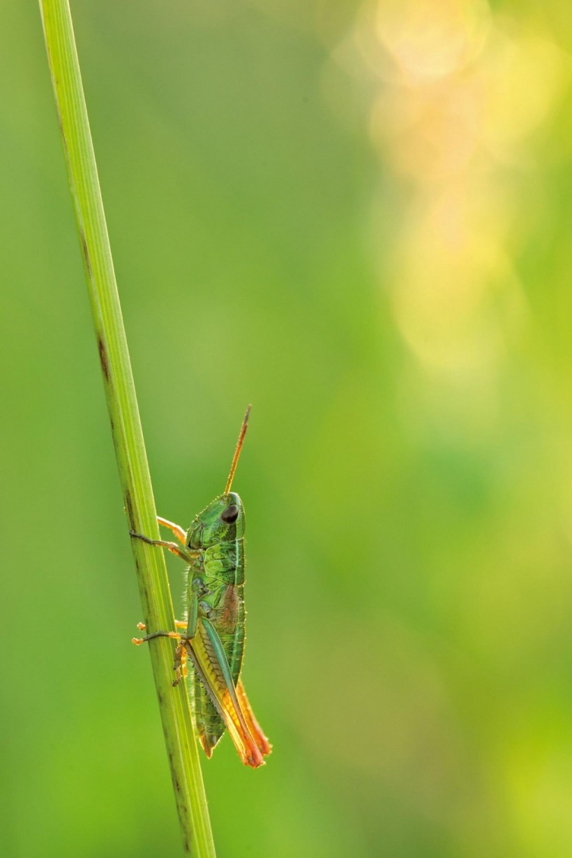 Small gold grasshopper