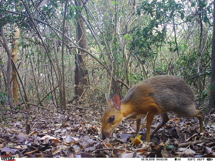 THIS IS A CAMERA TRAP IMAGE IN VIETNAM.