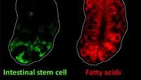 Intestinal Stem Cells and Fatty Acids