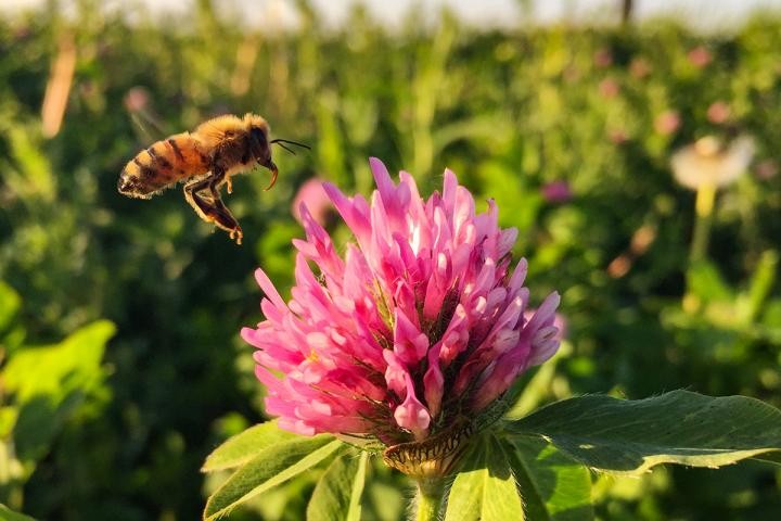Bees and Clover
