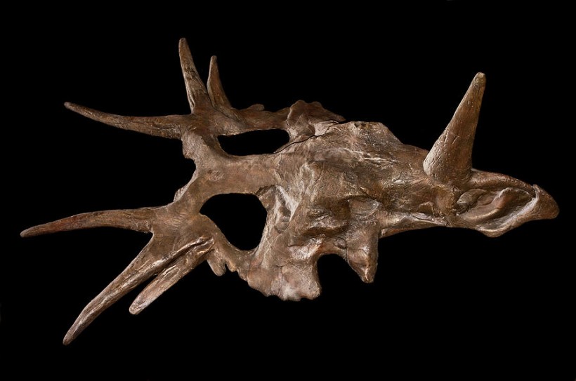 styracosaurus skull