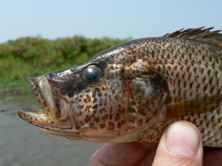 THIS IS ONE OF THE NEW PREDATOR CICHLID FISH SPECIES THAT EVOLVED IN LAKE MWERU