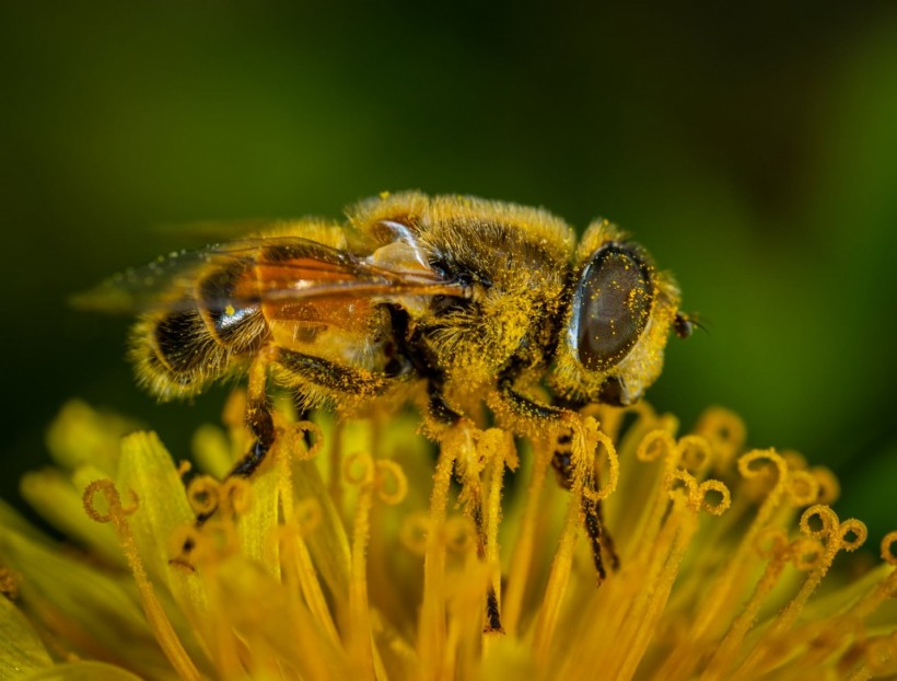 Why People Want to Replace Bees with Pollinating Drones