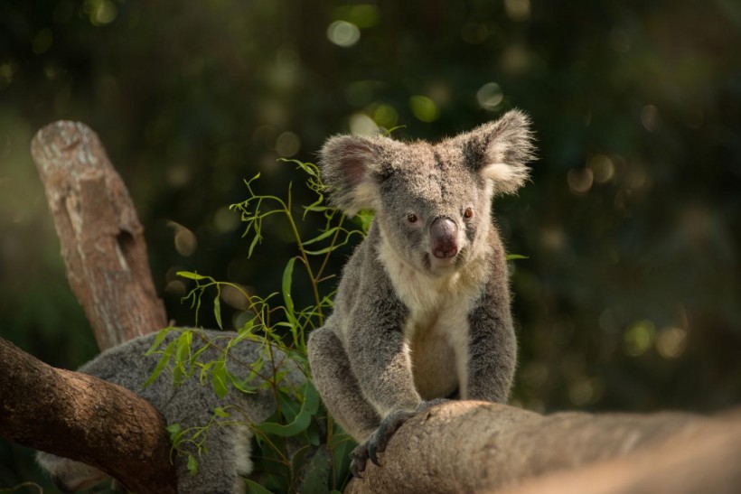 A KOALA ON A BRANCH AT QUEENSLAND ZOO (WILDLIFE HQ) 