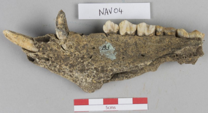 ONE OF THE ANALYSED PIG JAWS FOR THE STUDY