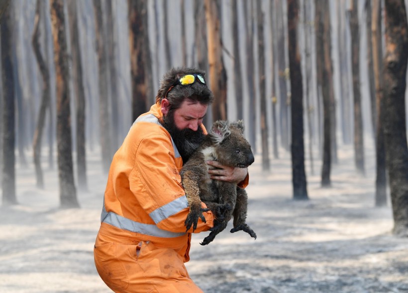 Adelaide wildlife rescuer Simon Adamczyk is seen with a koala rescued at a burning forest near Cape Borda on Kangaroo Island