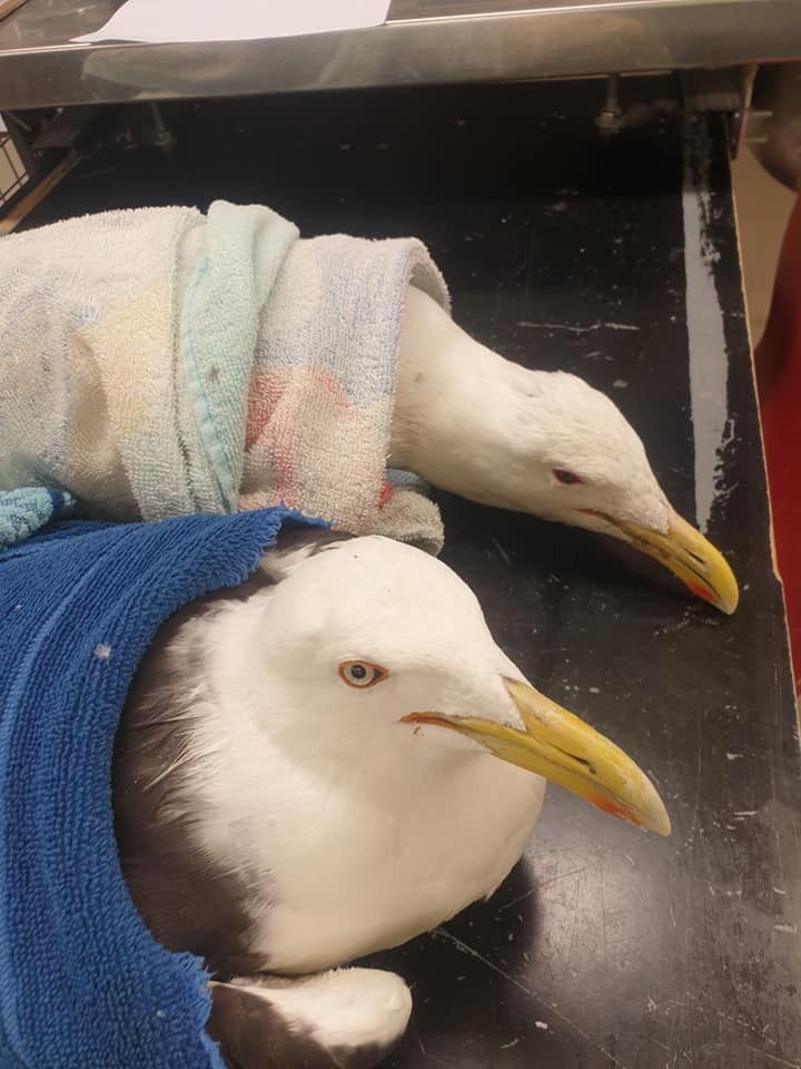 Mysterious Deaths of Dozens of Seagulls on Beaches