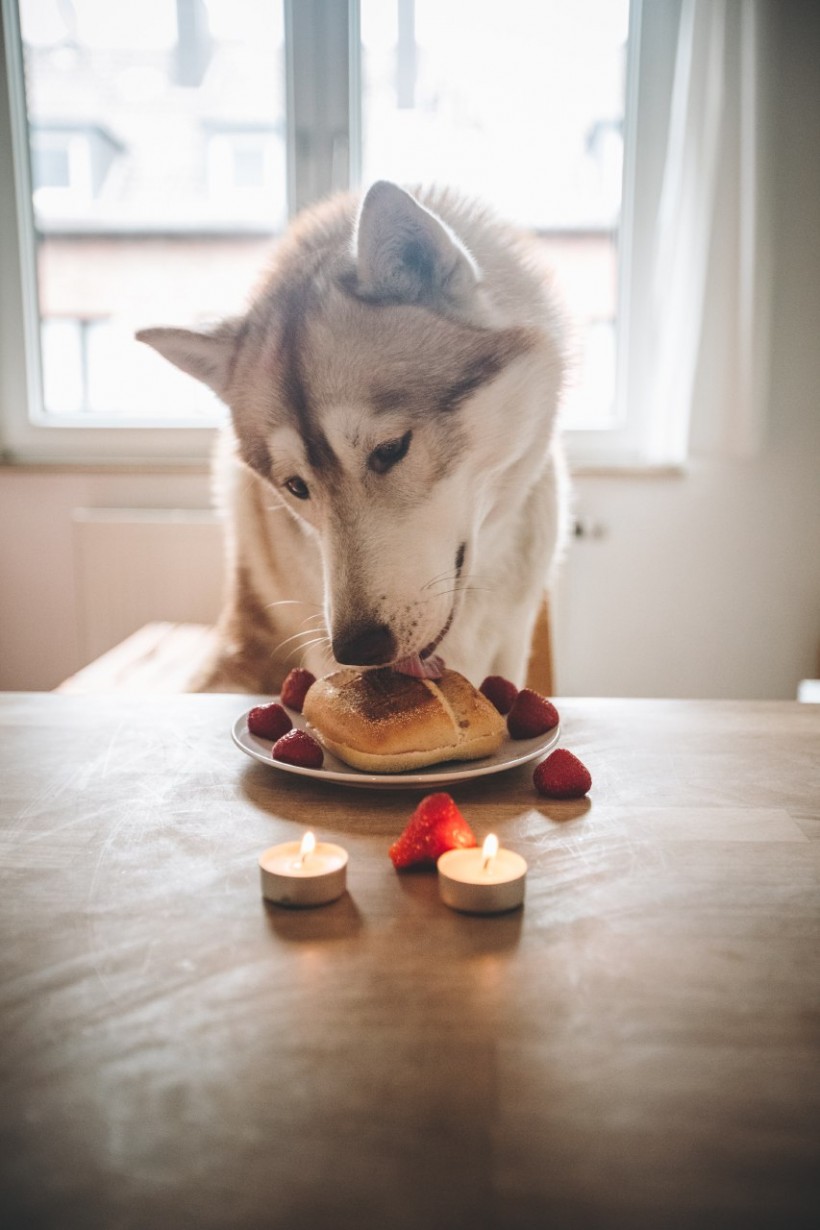 7 Signs You Need to Change Your Dog’s Diet
