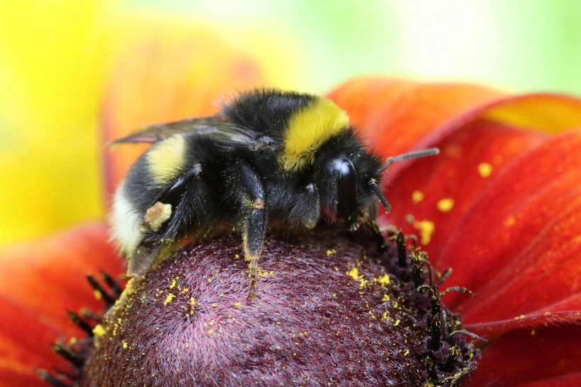 Bumblebees are Averse to Pumpkin Pollen, and This may Help Cucurbit Plants Thrive