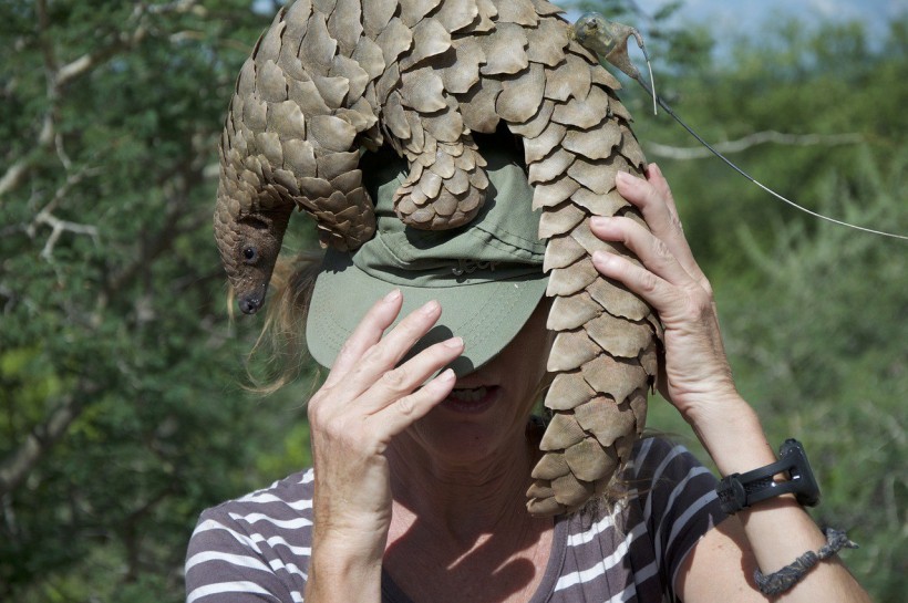 Pangolins Not the Missing Link to Human Transmission, New Study Says 