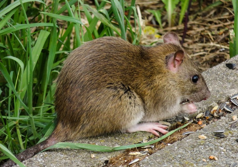 More Rats Being Spotted Due to COVID-19 Quarantine