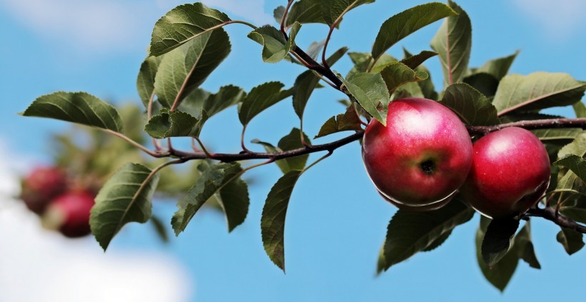Ten Previously Thought Extinct Apple Varieties Found Again in Pacific Northwest