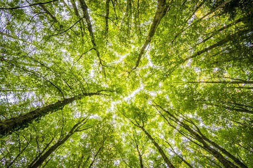 EU Targets : 3 Billion Trees Planted Organic Farming Massively Expanded 