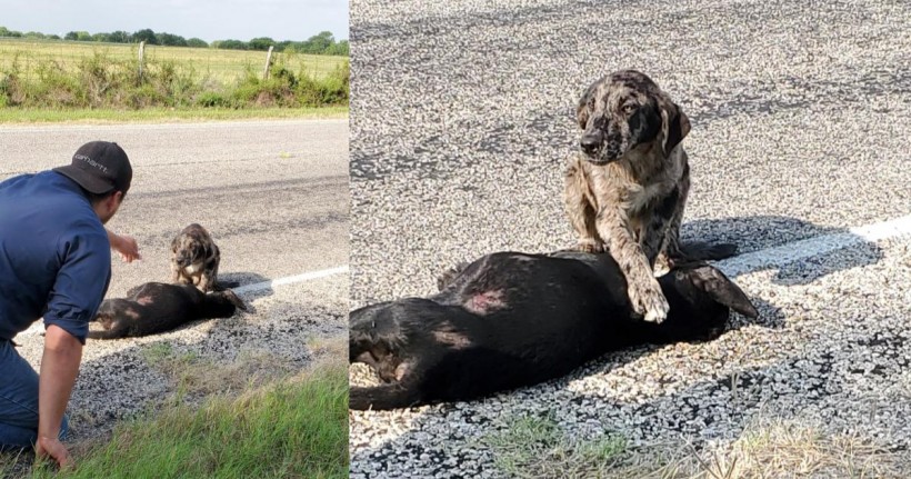 Guardian, the dog, stood next to its sister, who got hit by a car