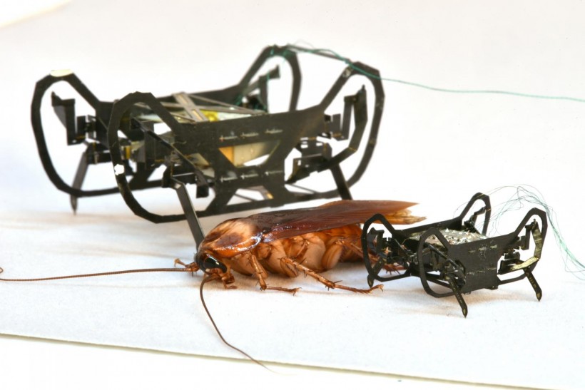 Next-generation Cockroach-inspired Robot is Small But Mighty