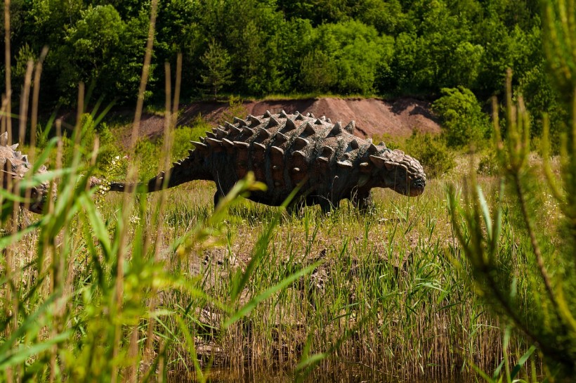 Mummified Armored Ankylosaur Dinosaur Stomach Contents Provide Insights into Prehistoric Ecology