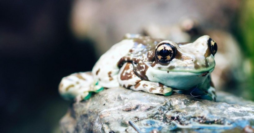 Nature World News - Spotted-Thighed Frog (Litoria cyclorhyncha)