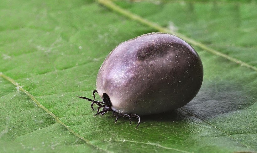 The Tick App Helps You Avoid Infestation by Ticks and Lyme Disease