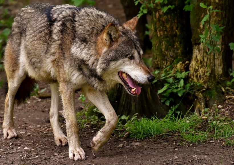 Wolf Hit By a Bus in Belgium But Survives the Accident 