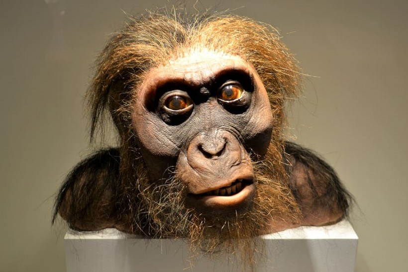 Nature World News - Preserved Monkey