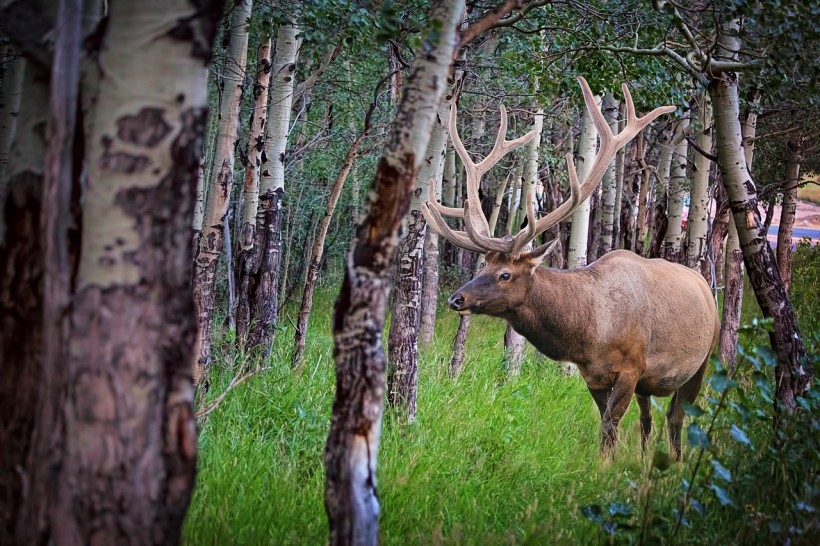 Elk Makes a Comeback in Kentucky are Residents of Old Coal Mining Areas  