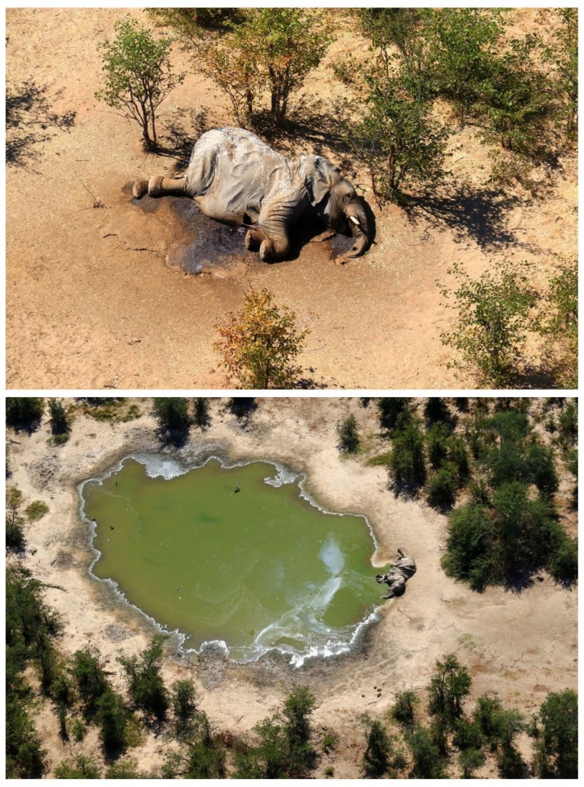 Botswana Investigates Deaths of Hundreds of Elephants Since May 