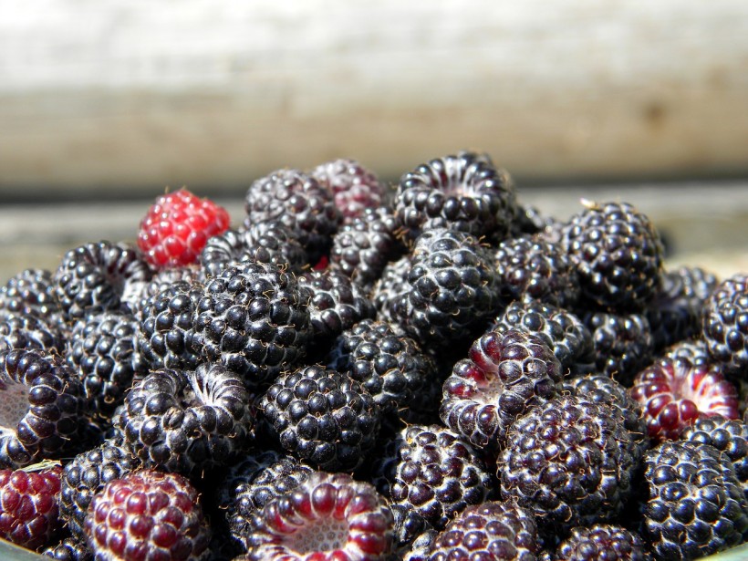 Study on Mice Shows Black Raspberries Could Reduce Skin Inflammation and Skin Allergies