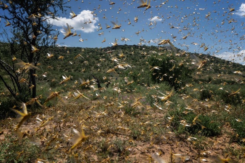 Experts: Plague of Locust in East Africa Linked to Climate Change