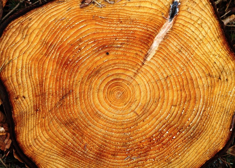 Six Centuries of Tree Rings Yield Information on Grim Weather Anomaly during the Mid 20th Century