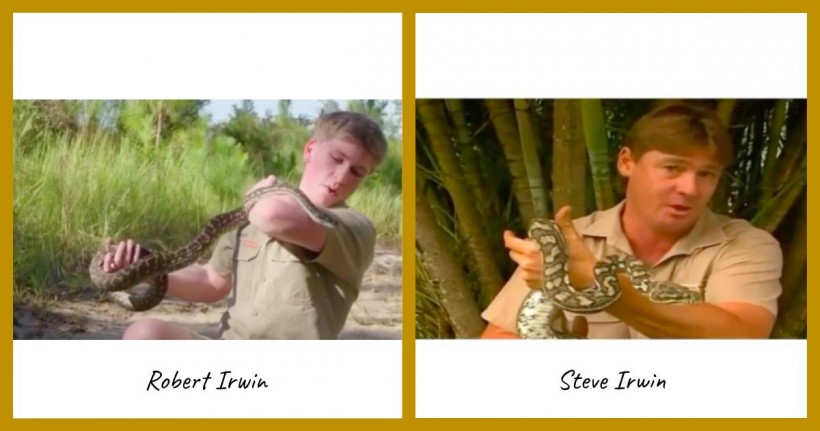 Nature World News - Robert Irwin and Steve Irwin bit by a carpet python