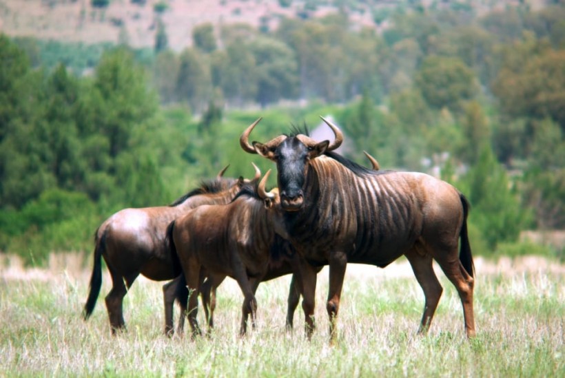 Nature World News - What is a wildebeest? Candid Animal Cam heads to the savannah