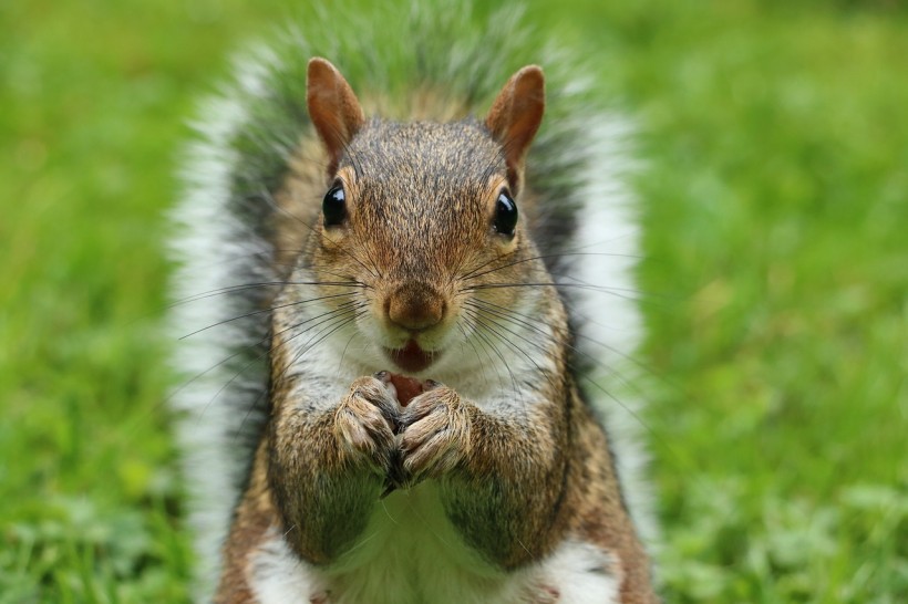 Squirrel in Colorado tested positive for Bubonic Plague 