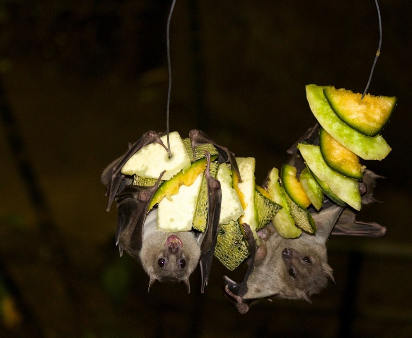 Bats’ longevity and ability to combat viruses control inflammation and provide insights in fighting COVID-19