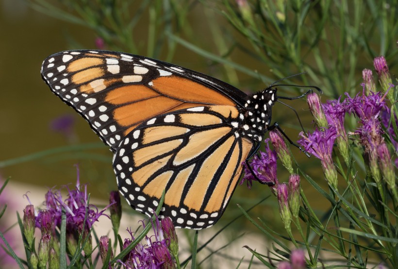 Milkweed and Butterfly Gardens to Save Butterfly Monarchs 